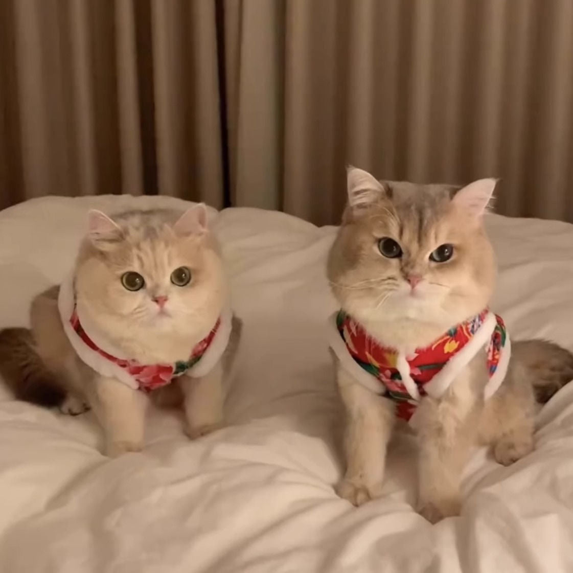 Wholesale cat clothes autumn and winter velvet thermal vest vest silver gradient puppet cat male cat northeast big flower jacket